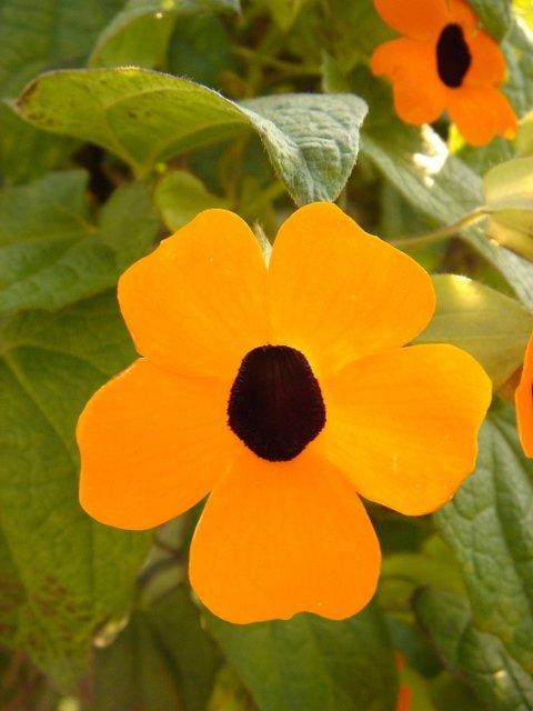 Thunbergia alata 'Aurantiaca'